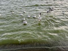 -海埂大坝