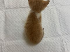 -艾贝尔宠物诊疗