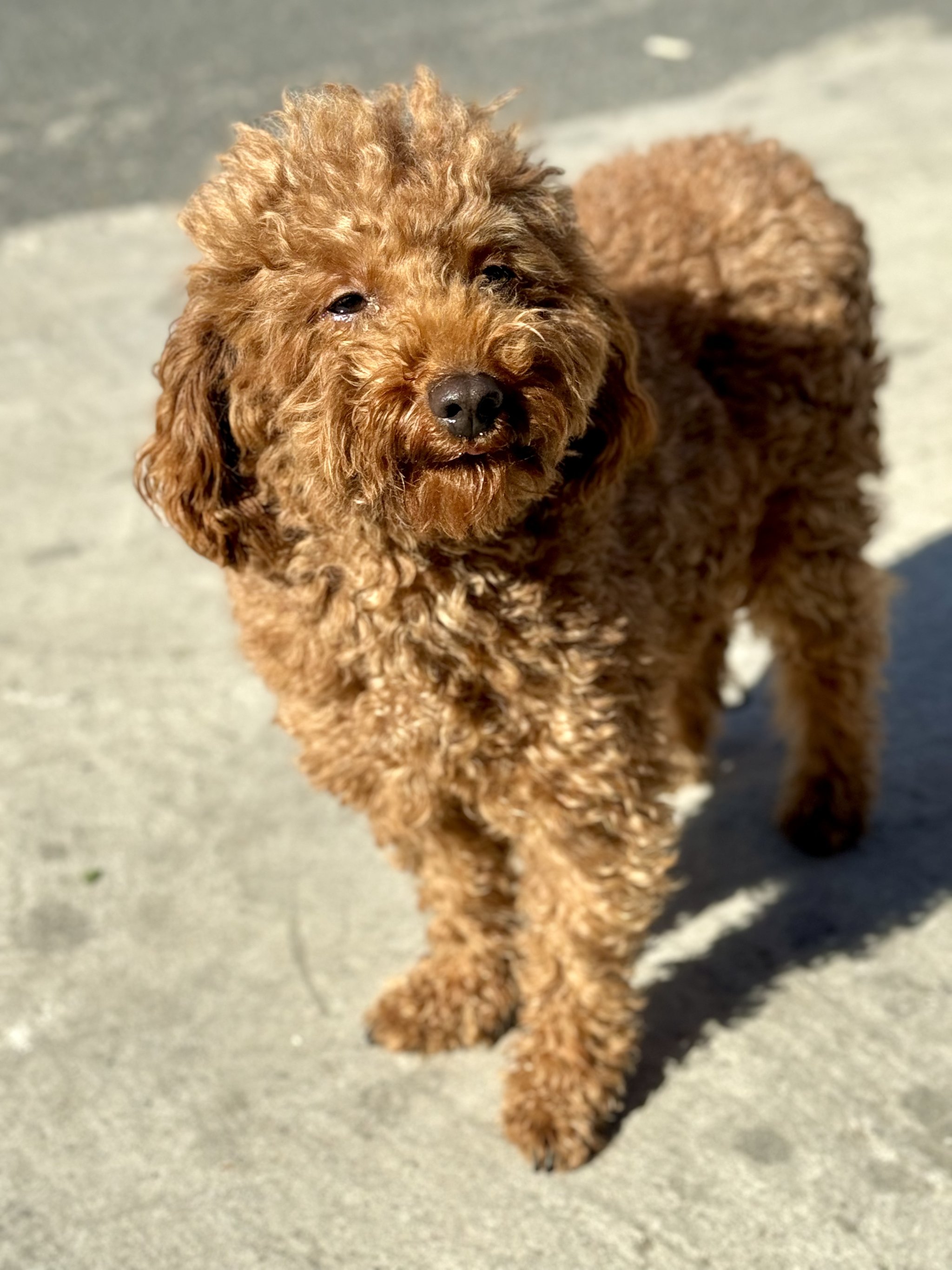 泰迪犬不喜欢主人的表现
