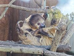 -西霞口神雕山野生动物世界