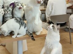 -有喵·猫咖·狗咖·30几只猫10只小狗(岗厦店)