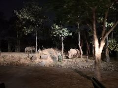-清迈夜间动物园