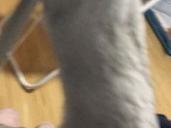 -美联众合动物医院(·中兽医·疑难杂症·严家桥分院)