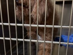 -艾贝尔宠物医院 ·内科全科(梁溪路店)