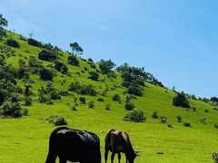 -大姆山草场