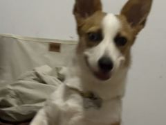 -艾贝尔宠物医院 ·内科全科(梁溪路店)