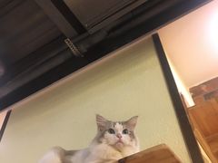 -more than meow吴止猫主题餐厅(承德 中船汇店)