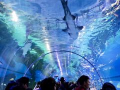 -海合安武汉极地海洋公园