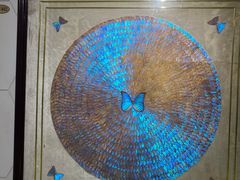 -上海昆虫博物馆