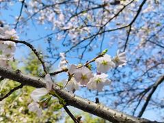 -桃花堤公园