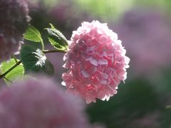 -上海滨江森林公园