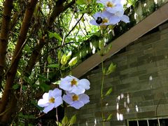 -羚羊峡古栈道森林公园