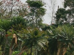 -中国科学院西双版纳热带植物园