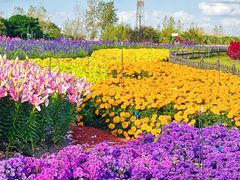 -荷兰花海
