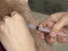 -安安宠医宠物医院·异宠·犬猫内科(岳阳分院)