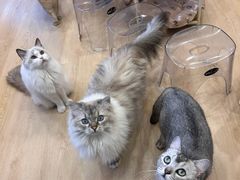 -有喵·猫咖·狗咖·30几只猫10只小狗(岗厦店)