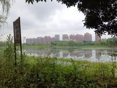 -金银湖国家城市湿地公园