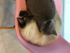 -三花喵·撸猫购宠·宠物生活馆(虹桥南丰城店)