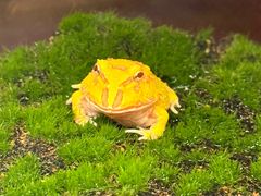 -帕帕拉兹宠物(亚洲旗舰店)