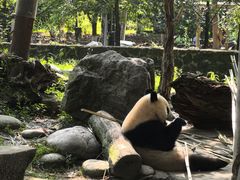 -都江堰中华大熊猫苑