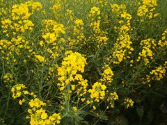 -中国天府农业博览园