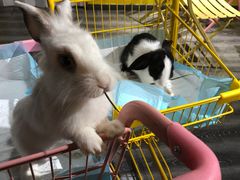 -浣熊柯尔鸭土拨鼠·电玩咖