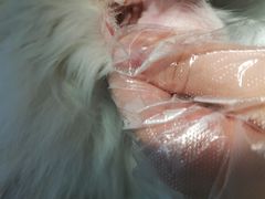 -瑞派福兴宠物医院犬猫全科·骨科·中西医结合(河东店)