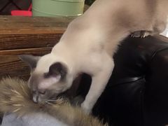 -MIKAKU(万达广场上海宝山店)