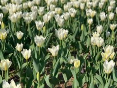 -长春公园(普阳街道)