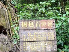 -莫里热带雨林景区