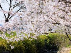 -羊山湖公园