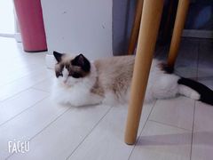 -喵的天空名猫咖啡馆·撸猫·猫舍·用品