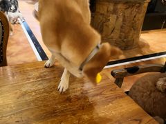 -more than meow吴止猫主题餐厅(承德 中船汇店)