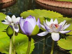 -国家植物园南园