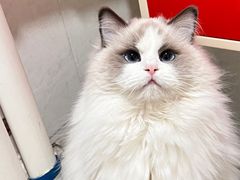 -宠福鑫康馨动物医院·骨科·眼科