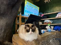-猫猫幼稚园·撸猫·桌游·电玩