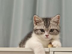 -lincat·猫舍(广州店)