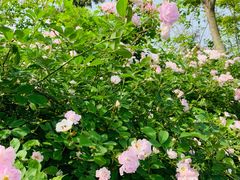 -大塘金香草谷