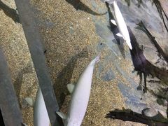 -新加坡海洋生态馆