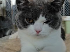 -1013 PET SHOP 宠物商店(近铁城市广场店)