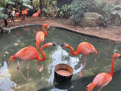 -海南热带野生动植物园