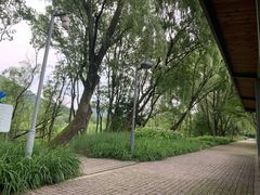 -西湖风景区-江洋畈生态公园