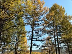 -塞罕坝国家级自然保护区