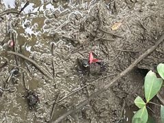 -东寨港红树林旅游区