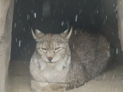 -青藏高原野生动物园