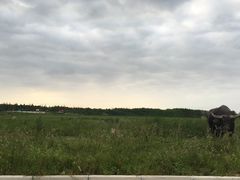 -上海崇明金茂凯悦酒店