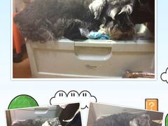-宠颐生中康贝怡动物医院
