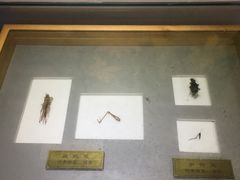 -上海昆虫博物馆