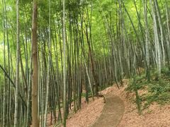 -上海佘山国家森林公园天马山园