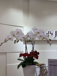 -JUVA欧华医美连锁